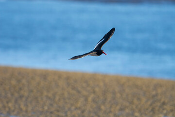 American oystercatcher, Haematopus palliatus,  in flight, flying in a Patagonian beach environment, Patagonia, Argentina.