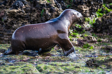 SOUTH AMERICAN SEA LION pup,Peninsula Valdes, Chubut,Patagonia ,Argentina