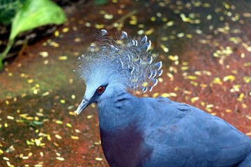 The Victoria crowned pigeon is a large, bluish-grey pigeon with elegant blue lace-like crests, maroon breast and red irises.