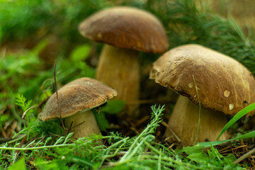 Forest picking mushrooms in wickered basket top view copy space. Fresh raw mushrooms on the table. the view from the top