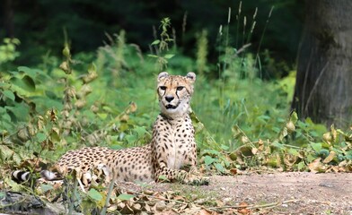 The cheetah (Acinonyx jubatus) is a large cat and native to Africa and central Iran. It is the fastest land animal.