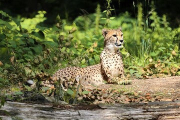 The cheetah (Acinonyx jubatus) is a large cat and native to Africa and central Iran. It is the...