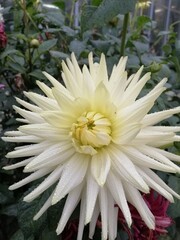autumn blooming flowers. Large round inflorescence of Dahlia close up. Flower Wallpaper	
