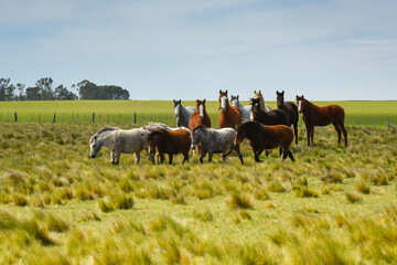 Herd of horses in the coutryside, La Pampa province, Patagonia,  Argentina.