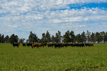 Cattle raising  with natural pastures in Pampas countryside, La Pampa Province,Patagonia, Argentina.