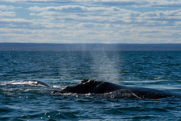 Naklejka premium Sohutern right whale breathing in the surface, Peninsula Valdes, Unesco World Heritage Site, Patagonia,Argentina