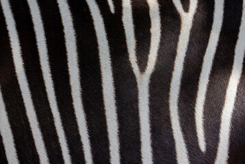Fototapeta na wymiar a close-up of a zebra's fur