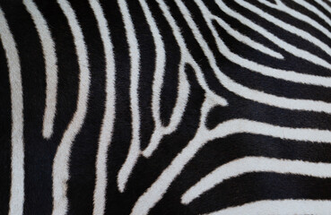 Fototapeta na wymiar a close-up of a zebra's fur