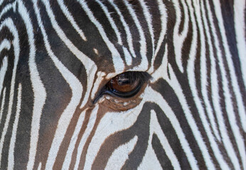 Fototapeta na wymiar a close-up with the eye of a zebra