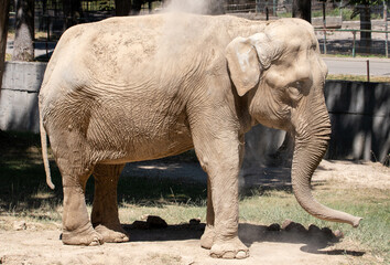 a close-up with an Asian elephant