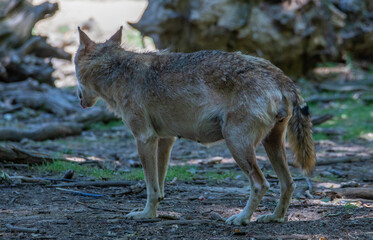 a close-up with a wolf in the woods