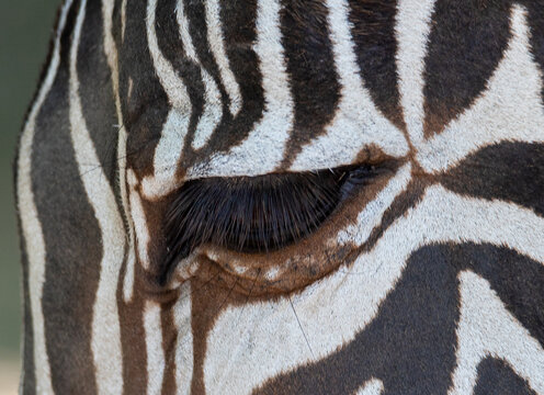 a close-up with the eye of a zebra