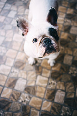 White and Black French Bulldog is looking in the camera