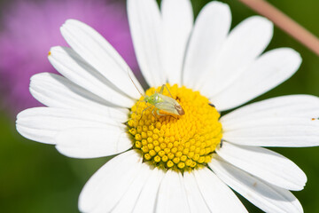 Obraz premium Tiny green bug on small white flower