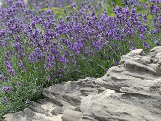Purple lavender flowers around scenic stone in a field.