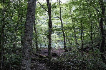 Obraz premium 静寂の森