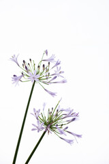 Fototapeta premium 満開のアガパンサス