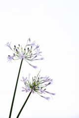 Naklejka premium 満開のアガパンサス