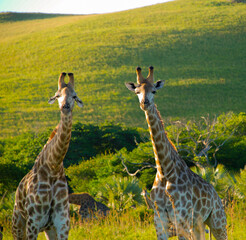 Two giraffes