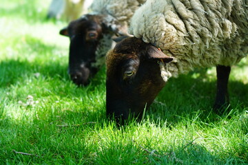 sheep and lamb