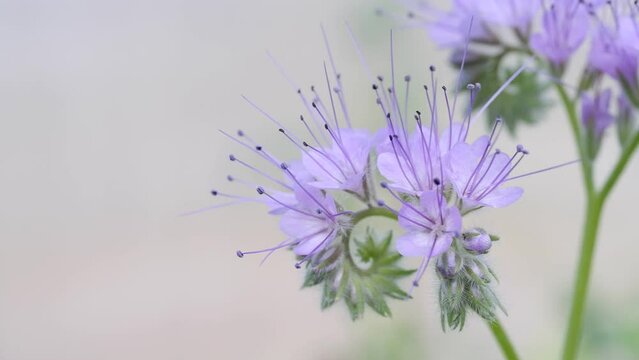 Phacelia tanacetifolia or lacy phacelia - green manure, blue flower, macro, close-up