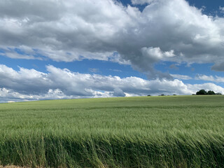 Field of green ears against the blue sky
