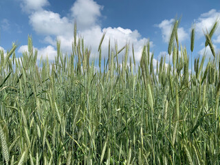 Field of green ears against the blue sky