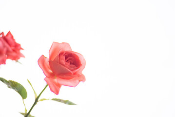 満開のバラの花