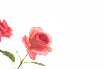 Fototapeta premium 満開のバラの花