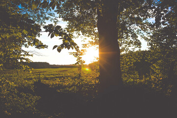 Fototapeta premium Sonnenuntergang Feld