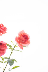 満開のバラの花