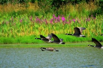 Canada geese in flight with blurry colourful background.