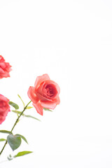 満開のバラの花