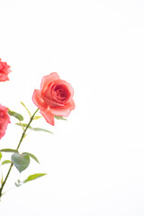 満開のバラの花