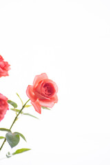 満開のバラの花