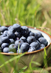 Blueberry close up photo. Fresh organic berries in a bowl. Summer fruit still life photo. 