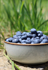 Ceramic bowl full of blueberry. Summer day in the garden. Healthy eating concept. 