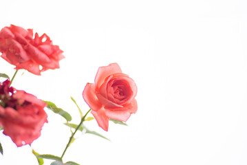 Fototapeta premium 満開のバラの花