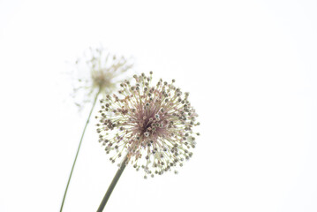 ニンニクの花