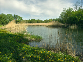 A small river slowly flows between banks overgrown with grass and trees, the morning sun illuminates the water and plants, yellow dandelions and reeds grow on the banks, a peaceful rural landscape