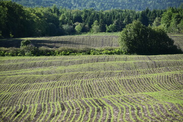 Fototapeta na wymiar A field of oats in spring, Sainte-Apolline, Québec, Canada