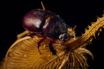 A female common rhinoceros beetle on a stem of a dry plant ( oryctes nasicornis )