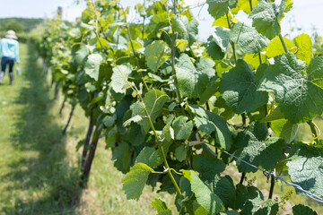 初夏の葡萄畑と歩く人の後ろ姿