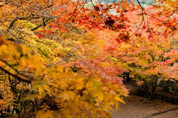 奈良談山神社の紅葉
