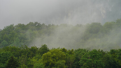 fog in the mountain forest