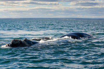 Fototapeta premium Sohutern right whale breathing in the surface, Peninsula Valdes, Unesco World Heritage Site, Patagonia,Argentina