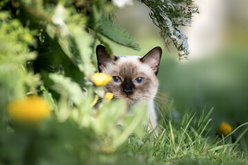 Thai cat sits in the garden on the grass in summer © Светлана Федоренко