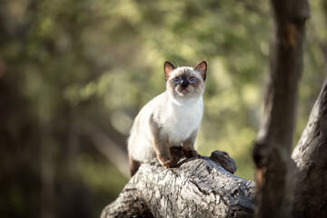 Naklejka na ściany i meble thai cat sits on a tree in summer