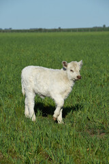 Obraz premium White Shorthorn calf , in Argentine countryside, La Pampa province, Patagonia, Argentina.