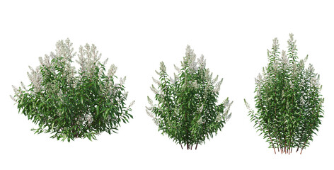 Fototapeta premium Bushes on a white background